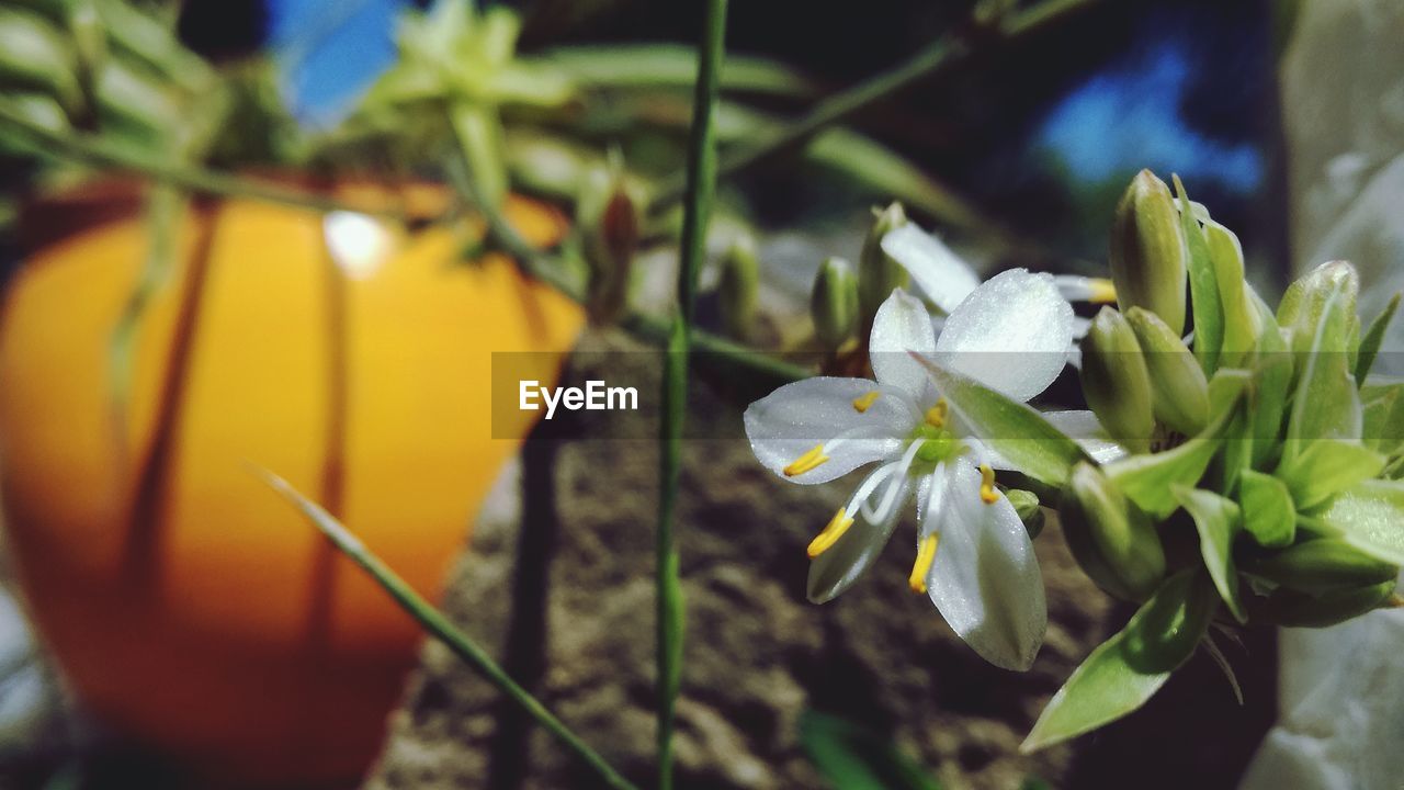 CLOSE-UP OF WHITE YELLOW FLOWERS BLOOMING OUTDOORS