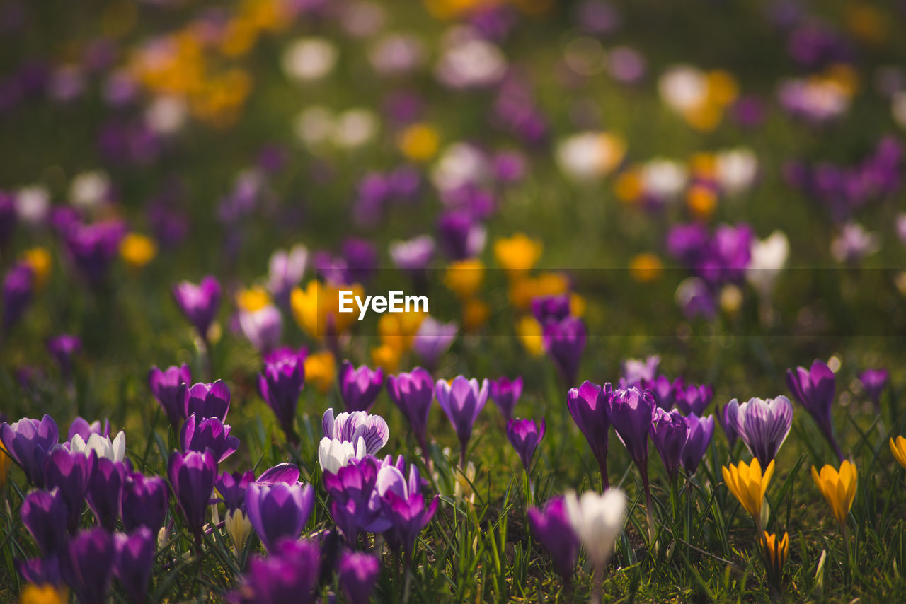 Purple and yellow crocuses blooming on field