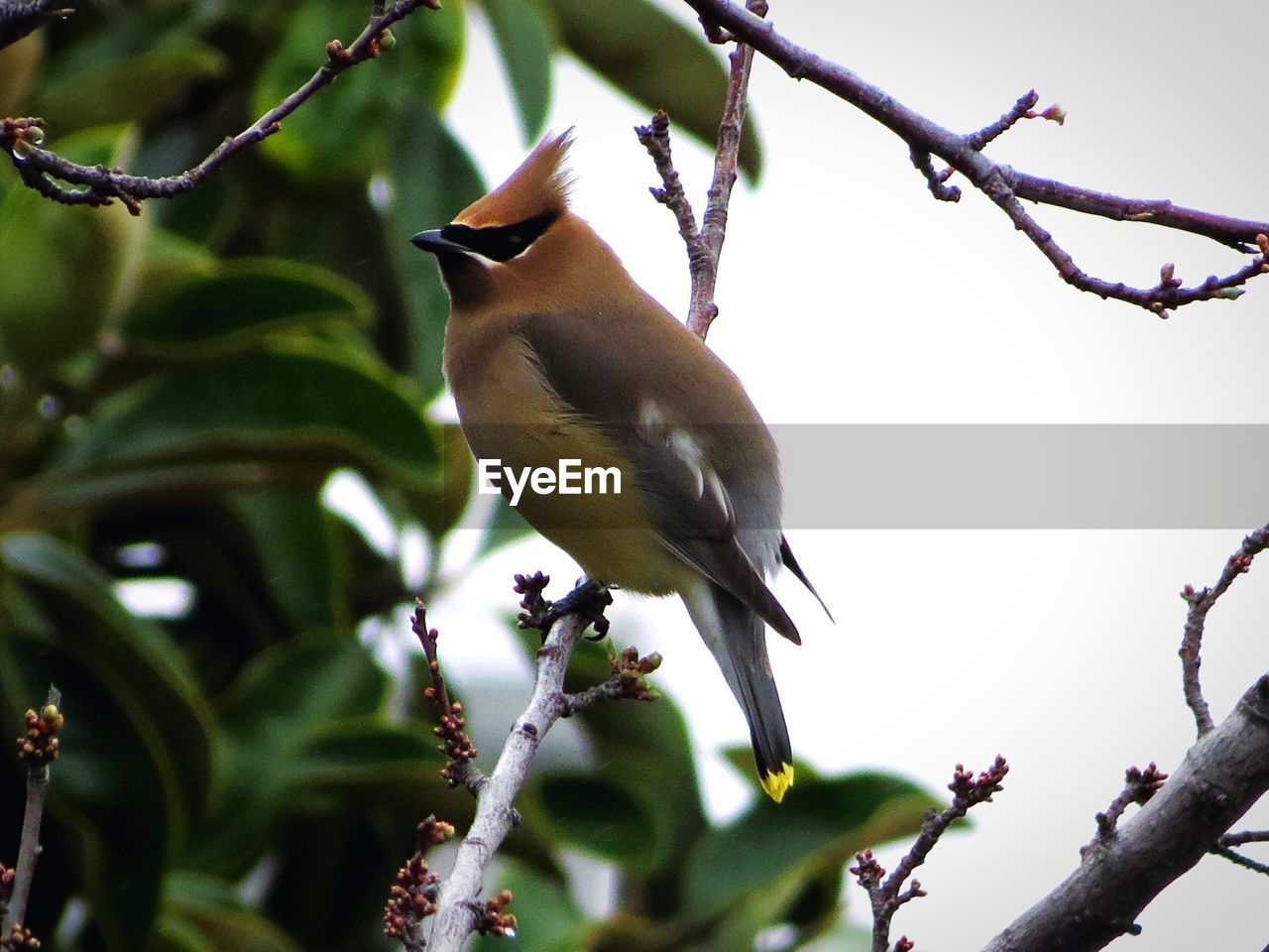 LOW ANGLE VIEW OF A BIRD PERCHING ON BRANCH