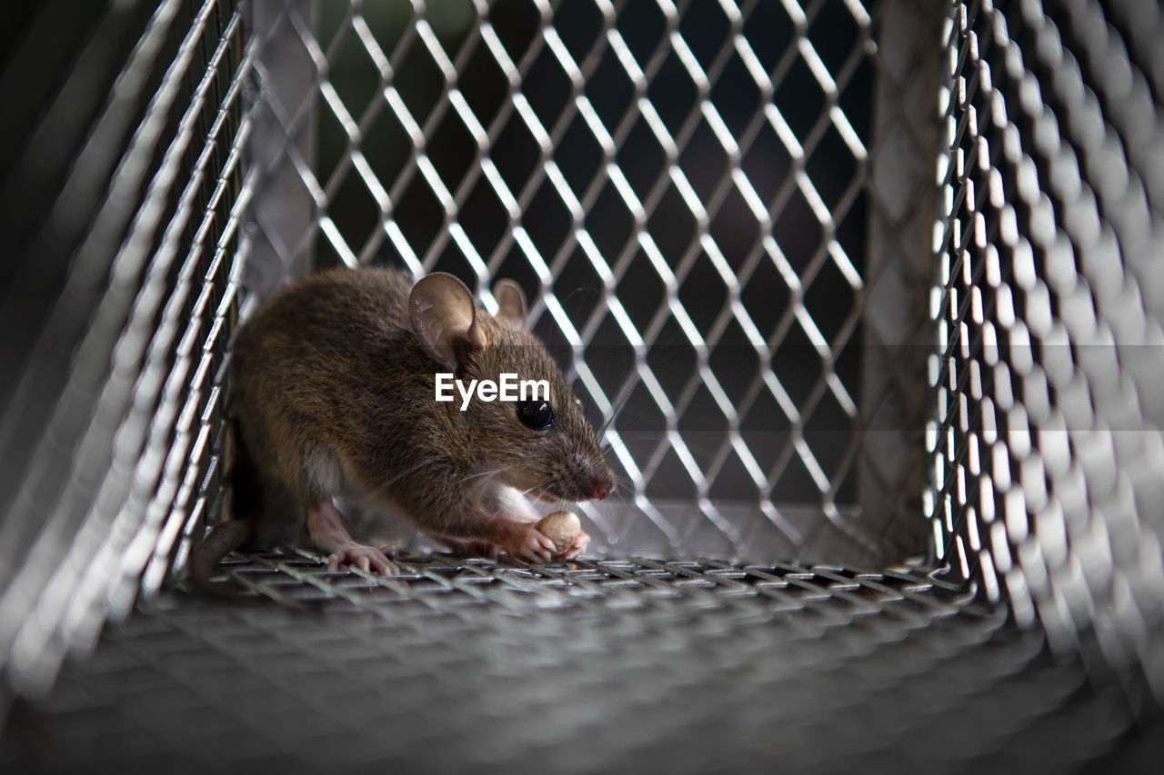 Close-up of mouse in cage