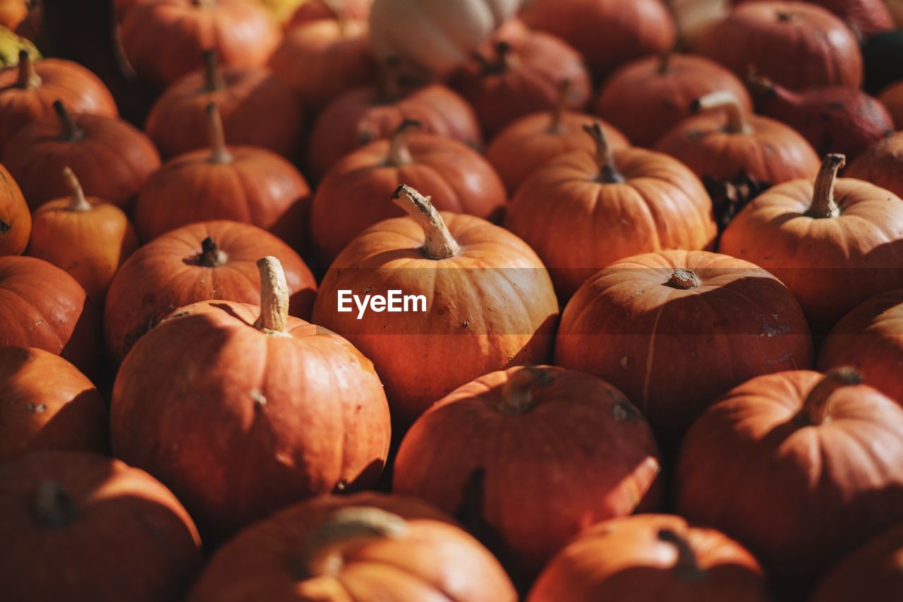 Full frame shot of pumpkins during autumn