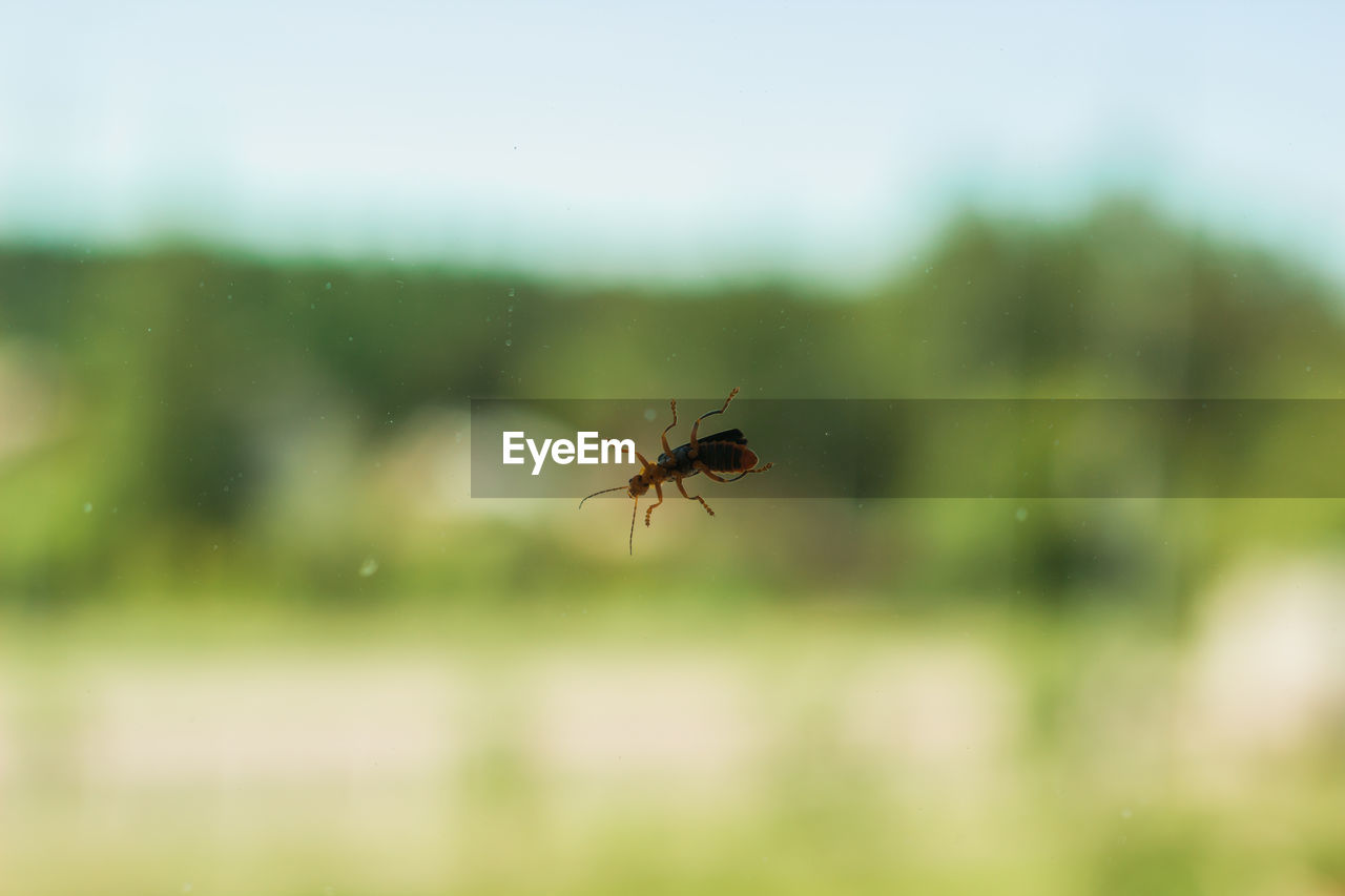 CLOSE-UP OF FLY