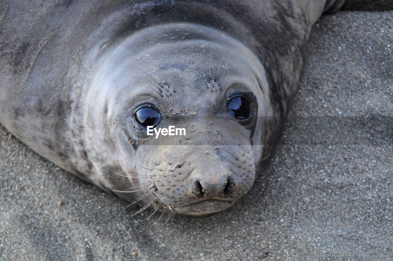 Close-up of seal on beach