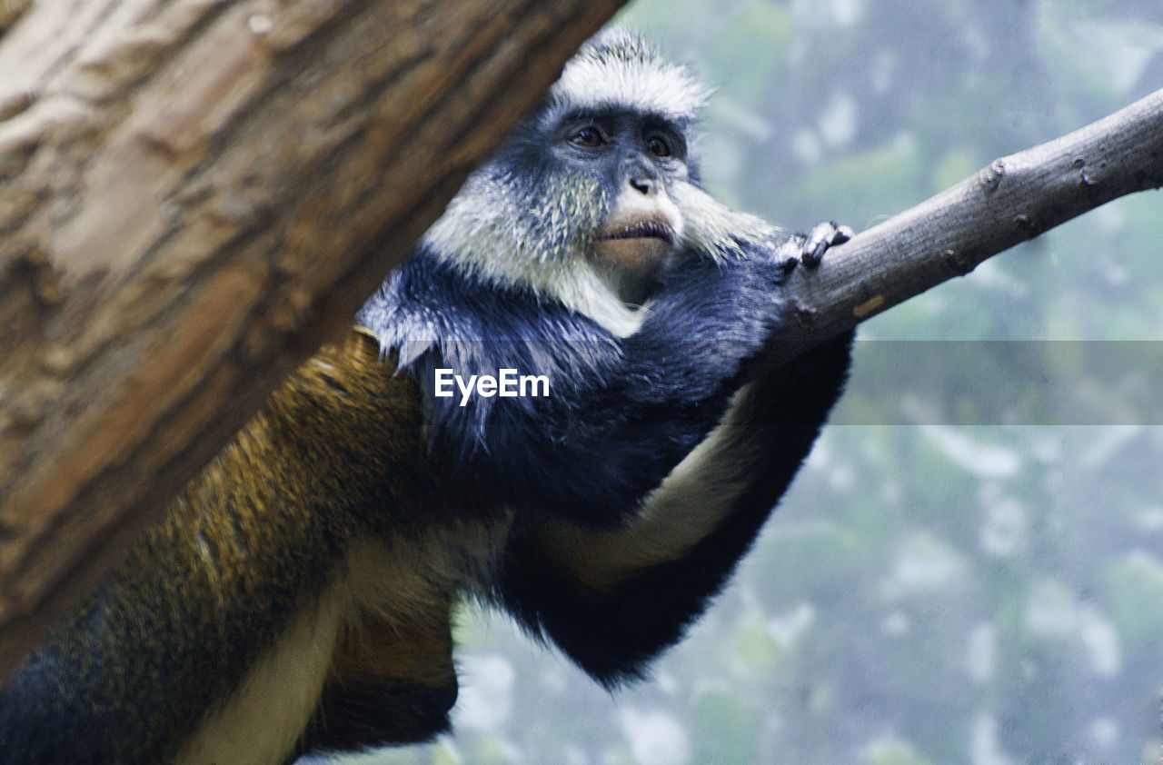 CLOSE-UP PORTRAIT OF MONKEY ON TREE BRANCH