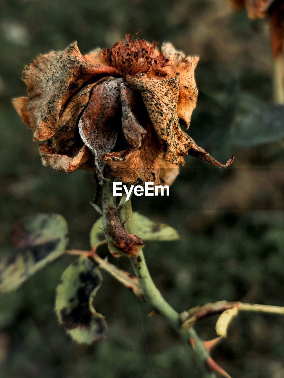 Close-up of wilted flower