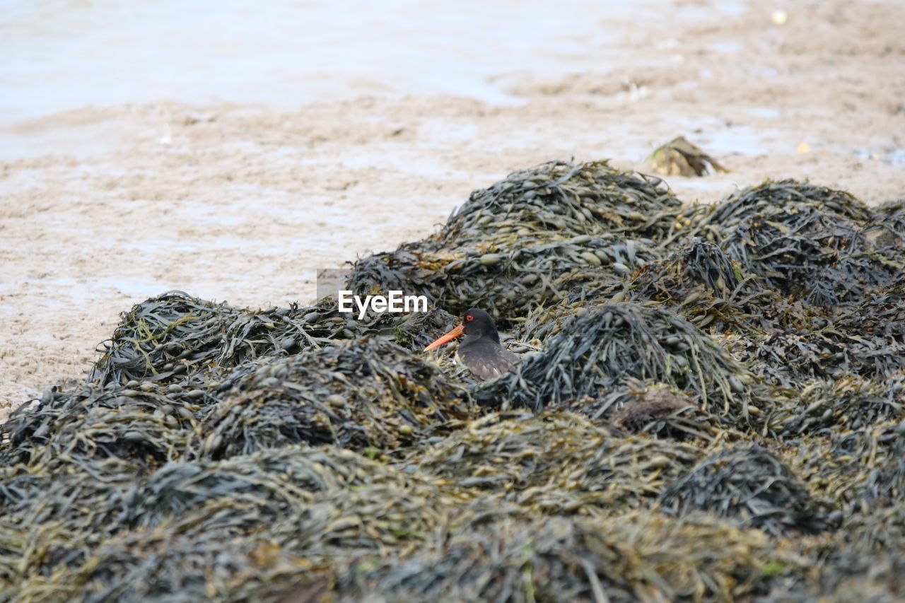 VIEW OF BIRD IN NEST