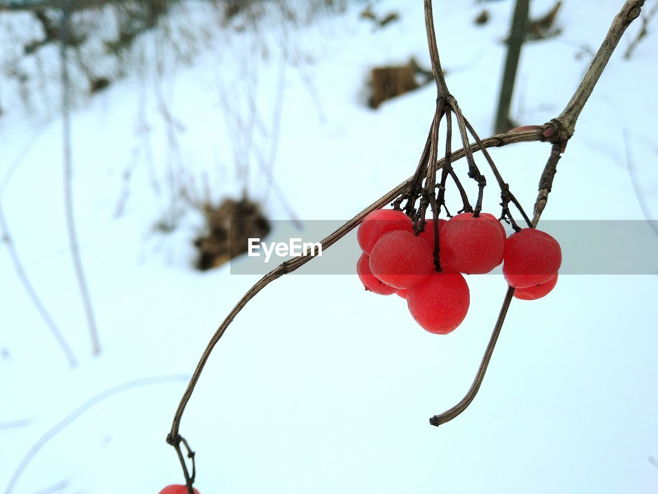 Low angle view of red berries on branch