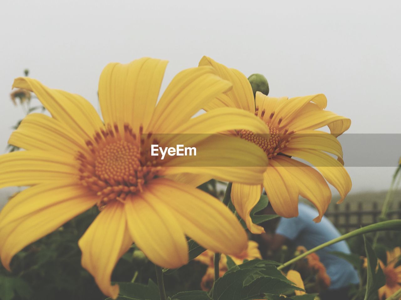 CLOSE-UP OF YELLOW FLOWERS