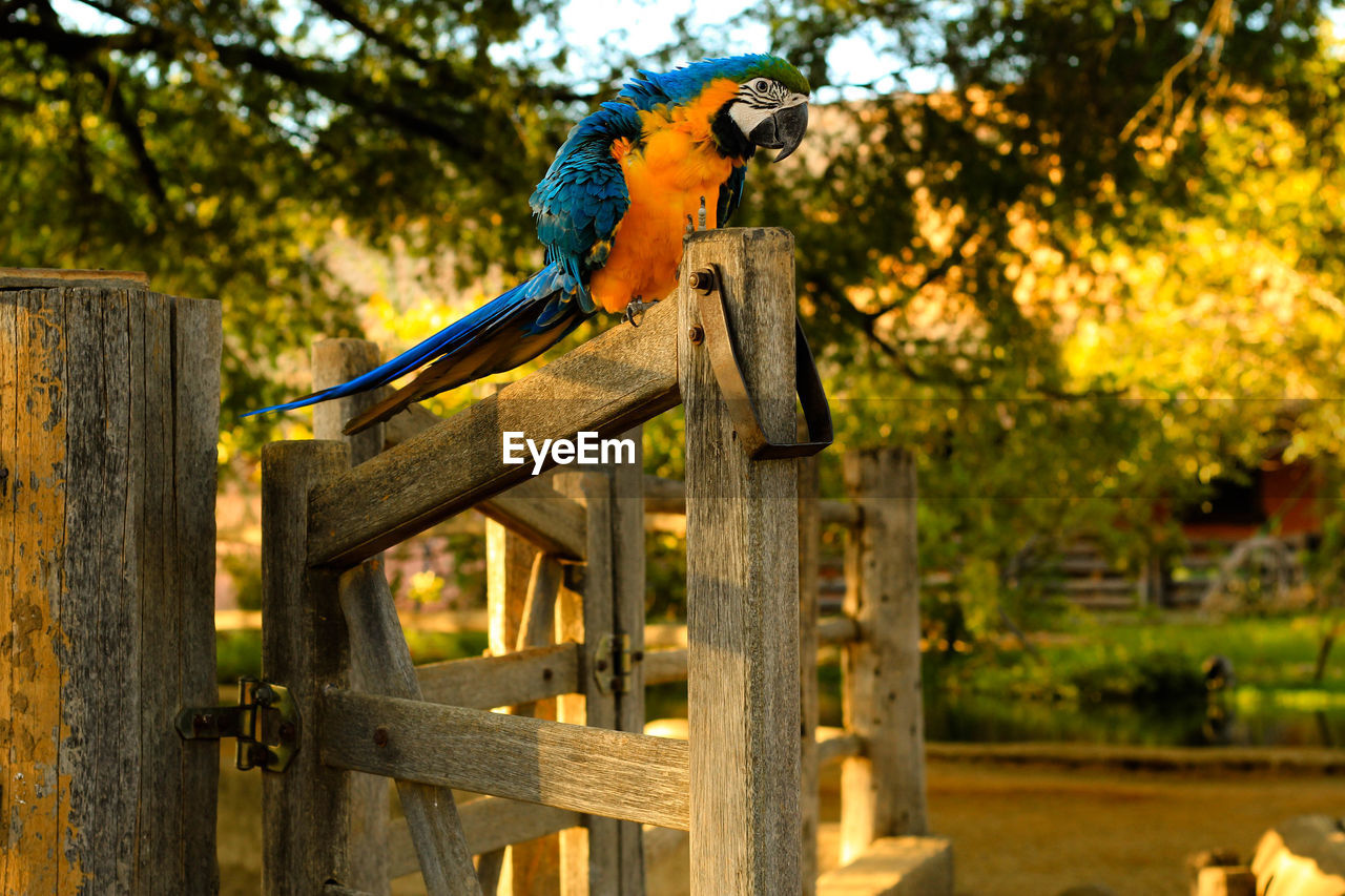 Gold and blue macaw perching on fence