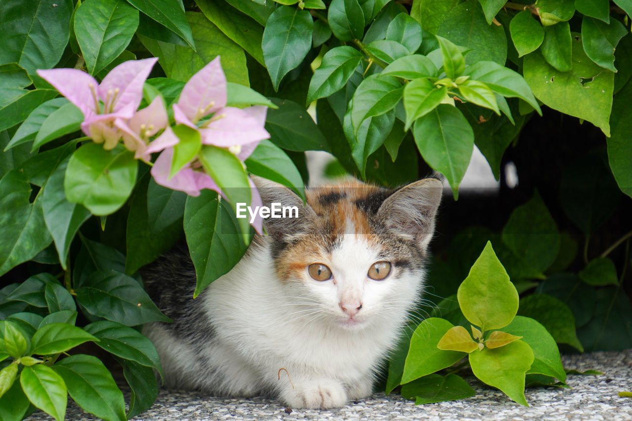 animal, animal themes, mammal, cat, domestic animals, pet, domestic cat, one animal, feline, leaf, plant part, portrait, flower, plant, looking at camera, felidae, nature, small to medium-sized cats, green, no people, whiskers, flowering plant, cute, animal body part, kitten