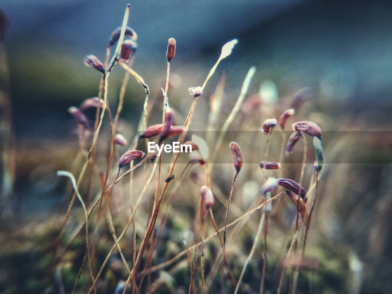 Close-up of plant buds against blurred background