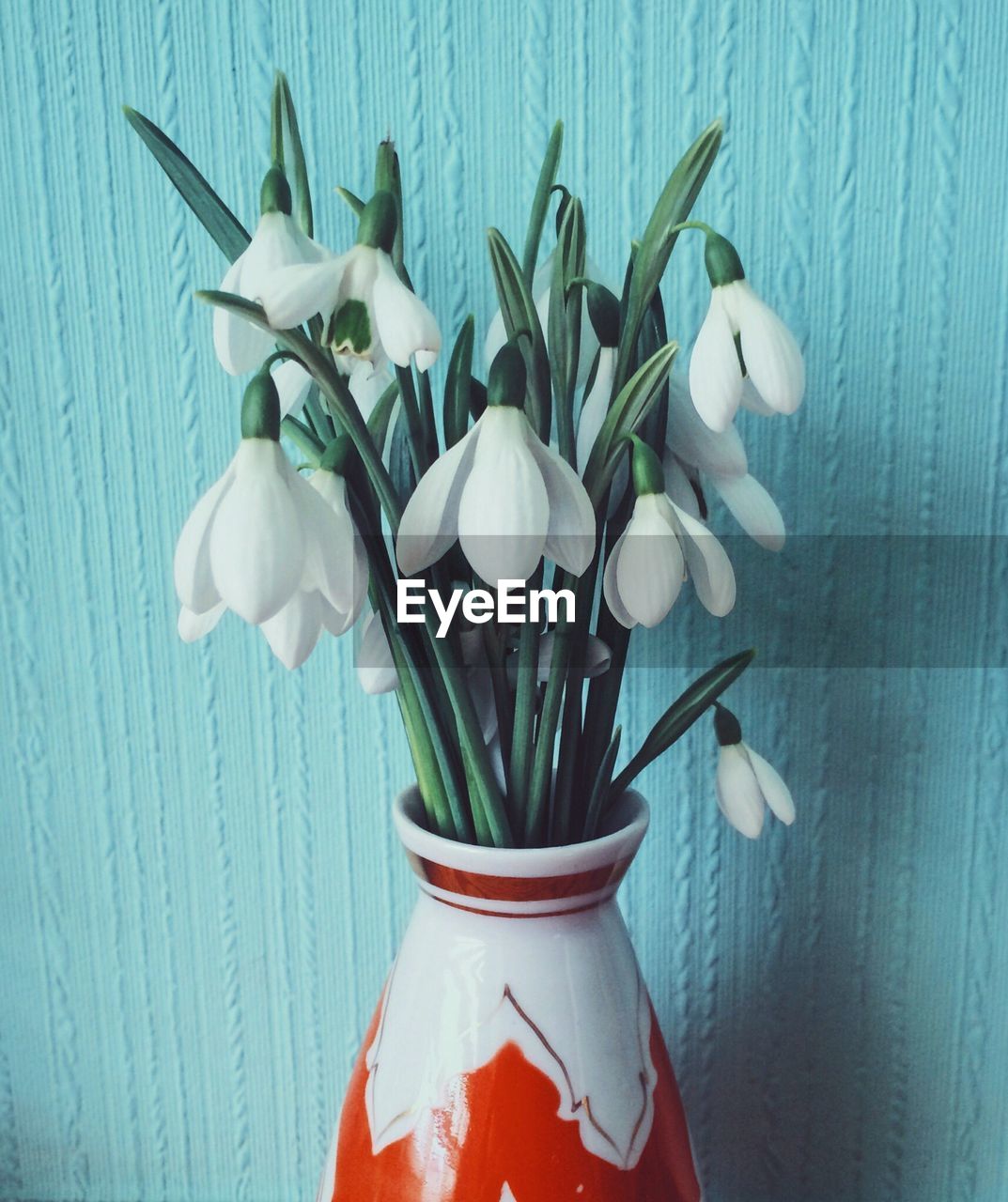Close-up of white snowdrops in vase against wall
