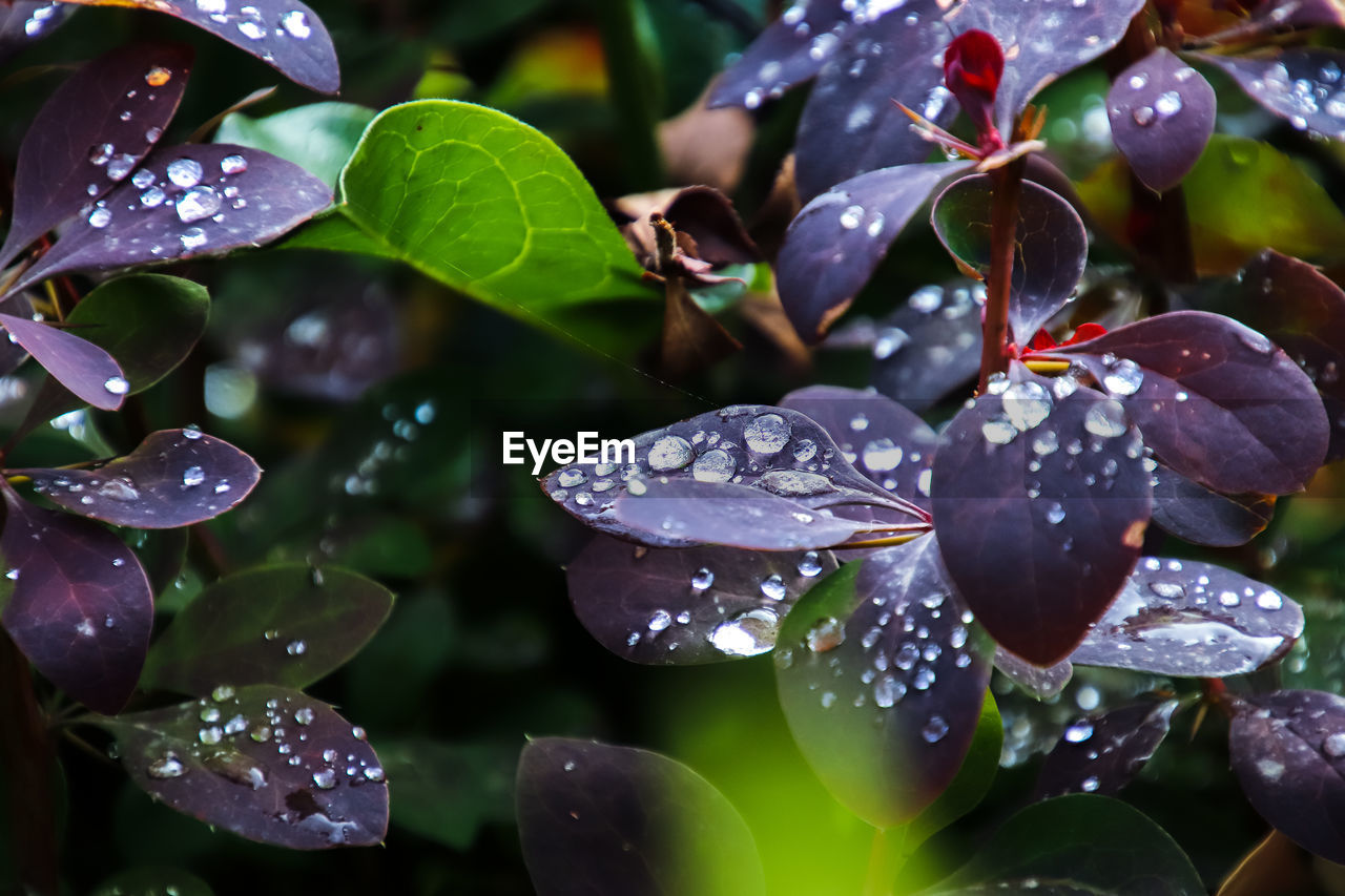 Close-up of water drops on leaves