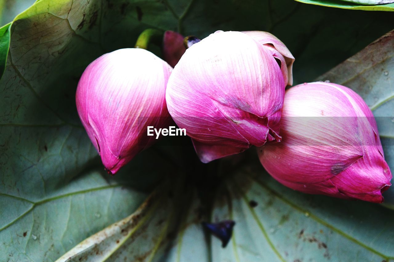 Close-up of lotus water lily buds