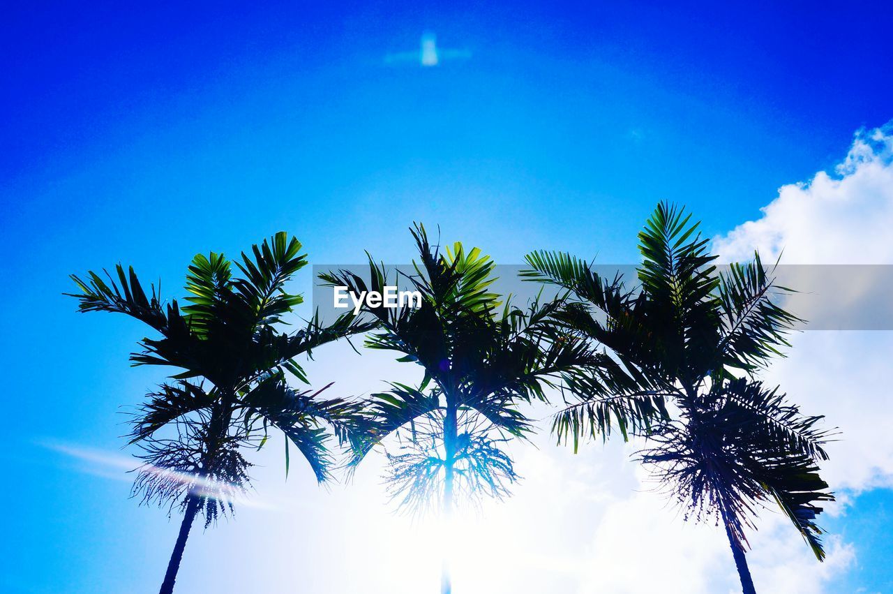 LOW ANGLE VIEW OF PALM TREES AGAINST BLUE SKY