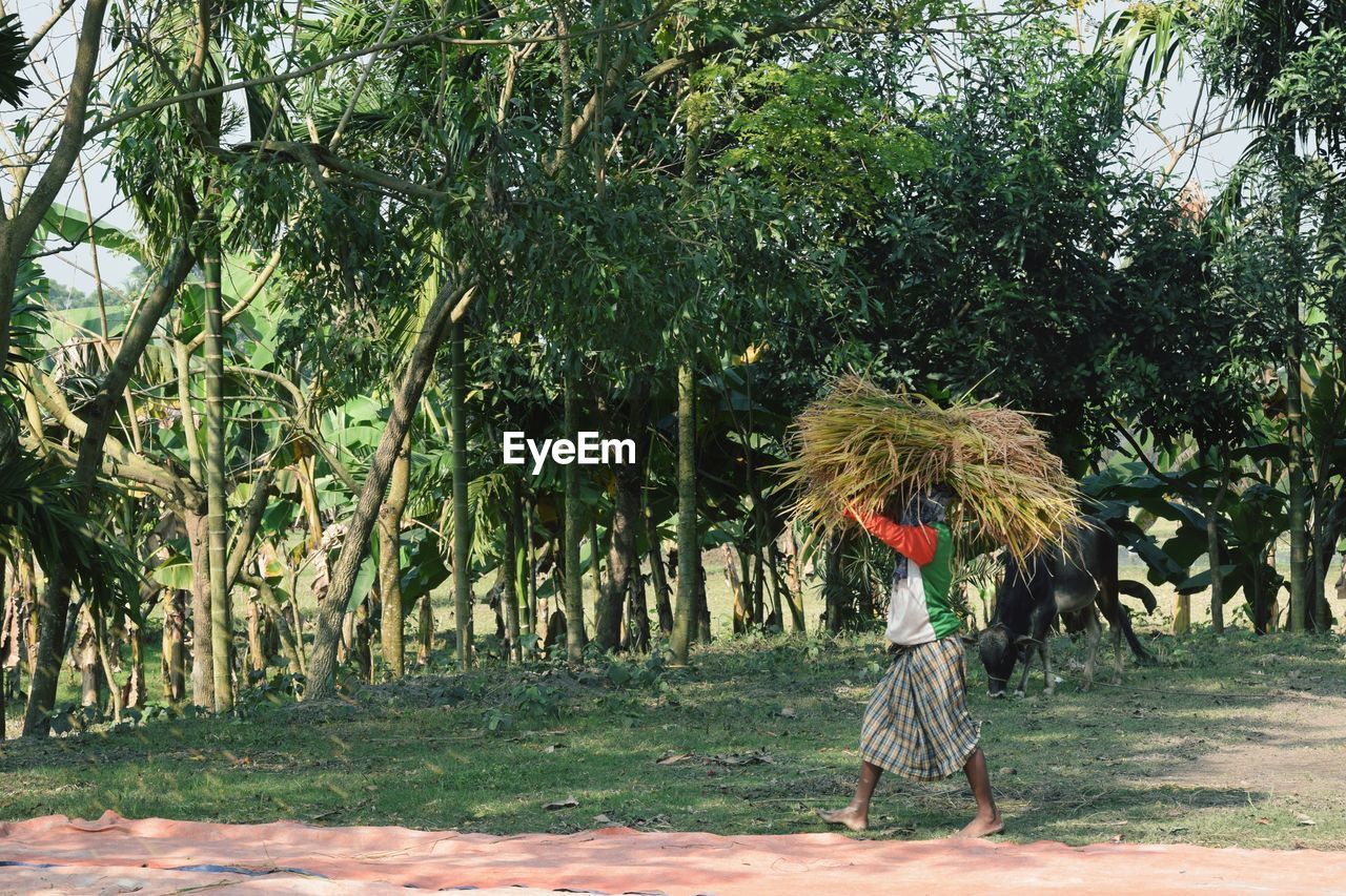 Man carrying grass on head while walking on field