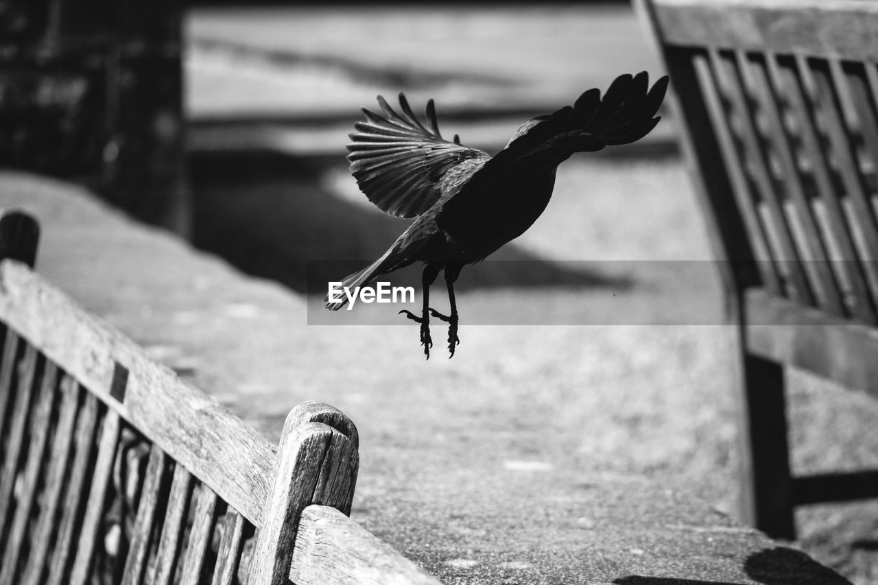 BIRD PERCHING ON TREE TRUNK