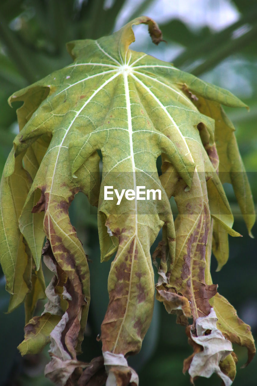 CLOSE-UP OF WILTED PLANT ON BRANCH