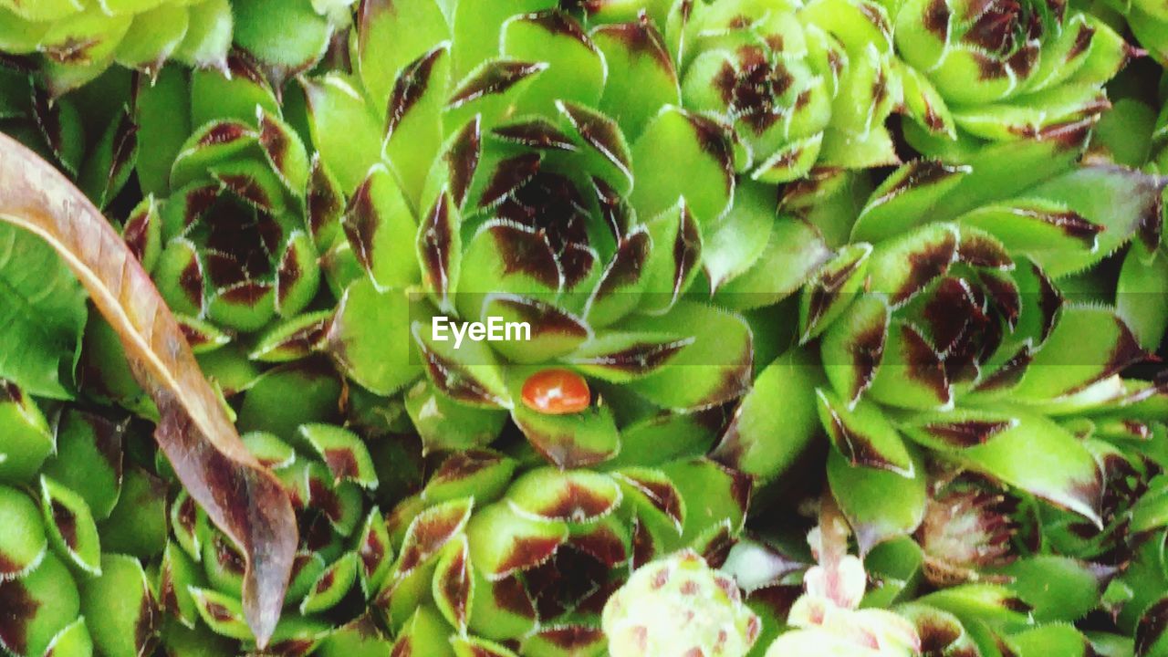 FULL FRAME SHOT OF PLANTS