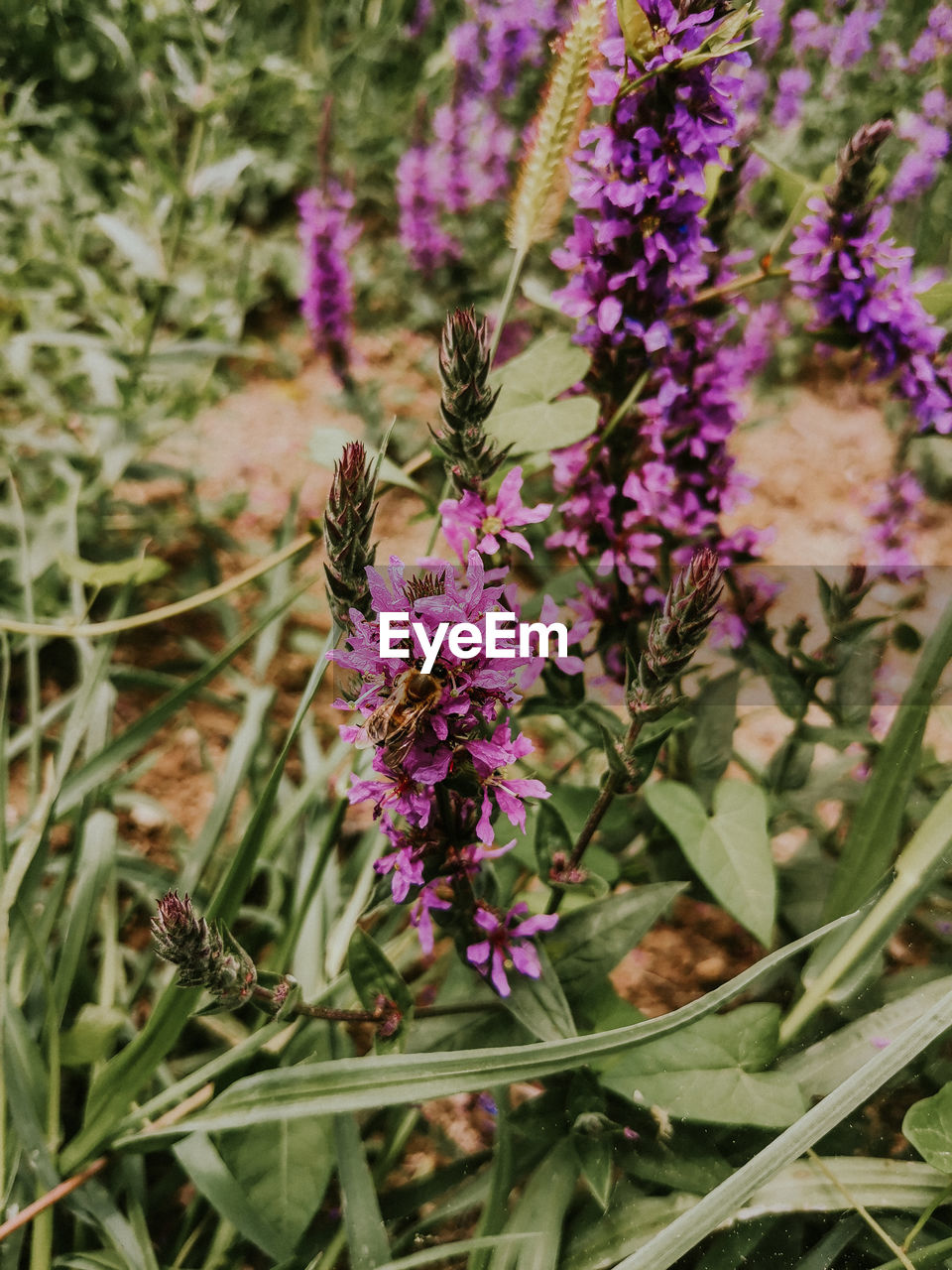 plant, flower, flowering plant, beauty in nature, growth, freshness, purple, fragility, nature, lavender, close-up, wildflower, no people, herb, petal, flower head, botany, day, insect, animal wildlife, animal themes, focus on foreground, plant part, animal, outdoors, blossom, inflorescence, leaf, land, green, field, meadow, pink