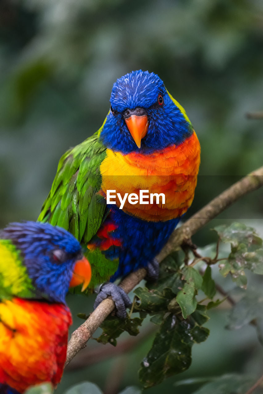 bird, animal themes, animal, parrot, animal wildlife, pet, multi colored, rainbow lorikeet, beak, wildlife, perching, branch, nature, group of animals, parakeet, no people, tree, beauty in nature, outdoors, blue, two animals, yellow, day, vibrant color, close-up, tropical bird, focus on foreground, plant