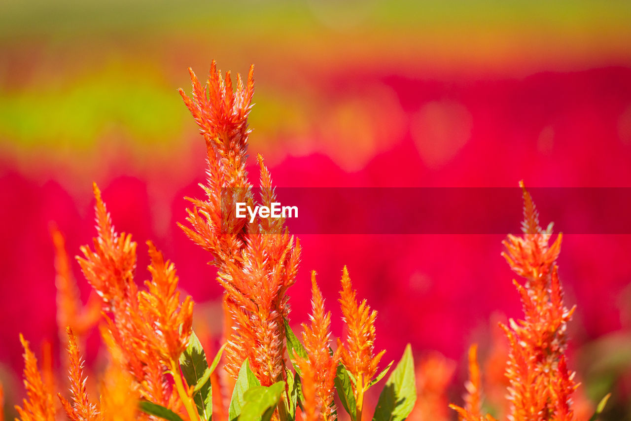 plant, beauty in nature, nature, flower, red, flowering plant, growth, vibrant color, land, landscape, multi colored, environment, freshness, sky, sunset, field, macro photography, no people, backgrounds, close-up, yellow, outdoors, plant part, autumn, leaf, summer, sunlight, scenics - nature, tranquility, rural scene, agriculture, selective focus, orange color, wildflower, meadow, focus on foreground, igniting, grass, sun, blossom, light - natural phenomenon, pink, macro, springtime, defocused, non-urban scene, tranquil scene, plain, twilight, flower head, botany, flowerbed, inflorescence