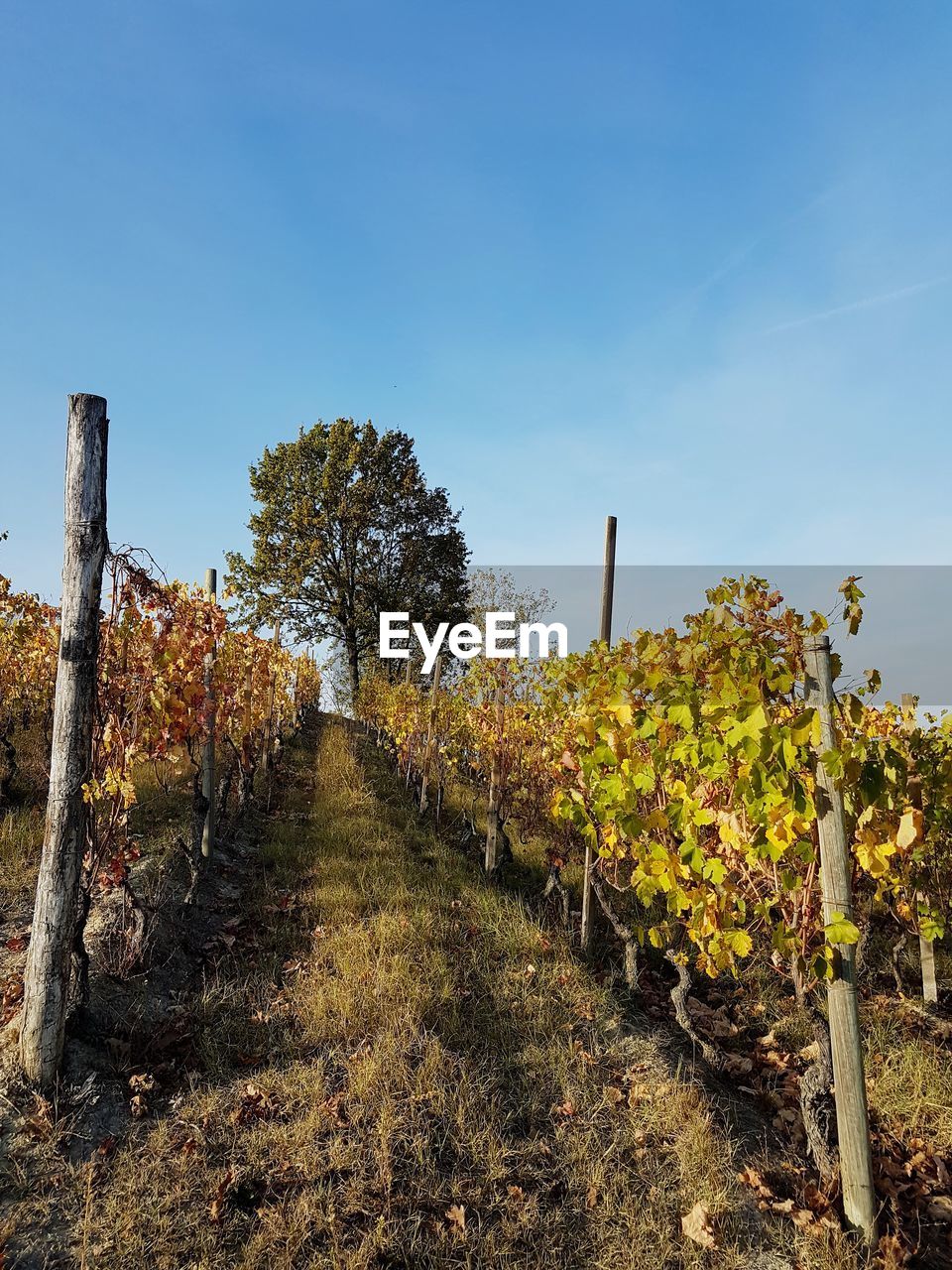 VINEYARD AGAINST CLEAR SKY