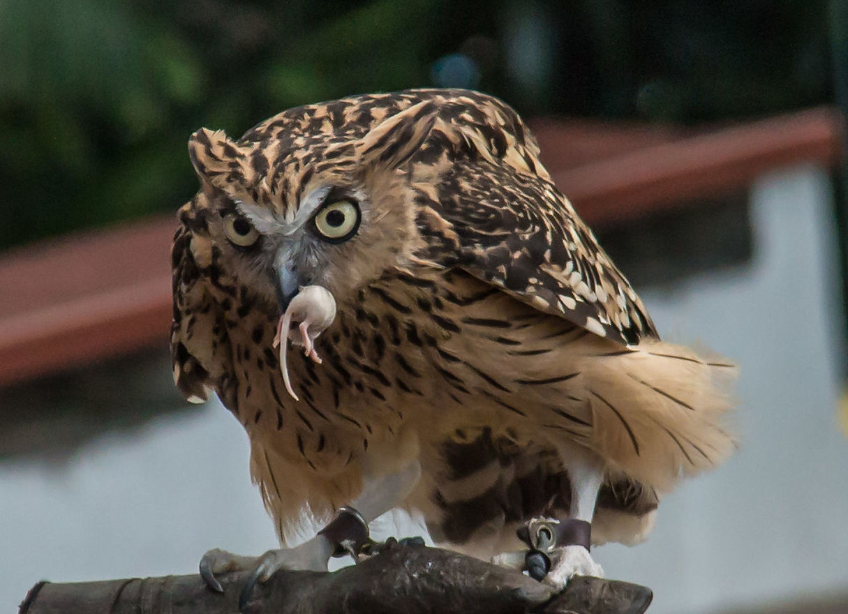 Close-up of owl eating mice on wood