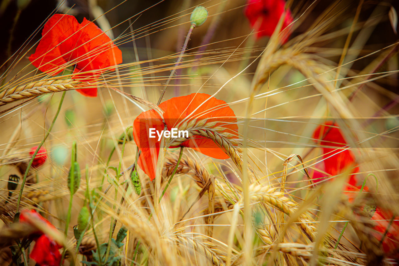 plant, flower, growth, nature, macro photography, beauty in nature, autumn, close-up, red, flowering plant, cereal plant, fragility, no people, freshness, land, leaf, field, agriculture, grass, outdoors, sunlight, crop, selective focus, rural scene, barley, day, landscape