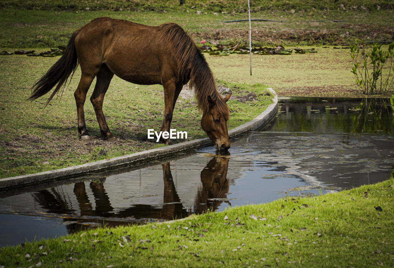 Brown and white horse drinking from a pond.