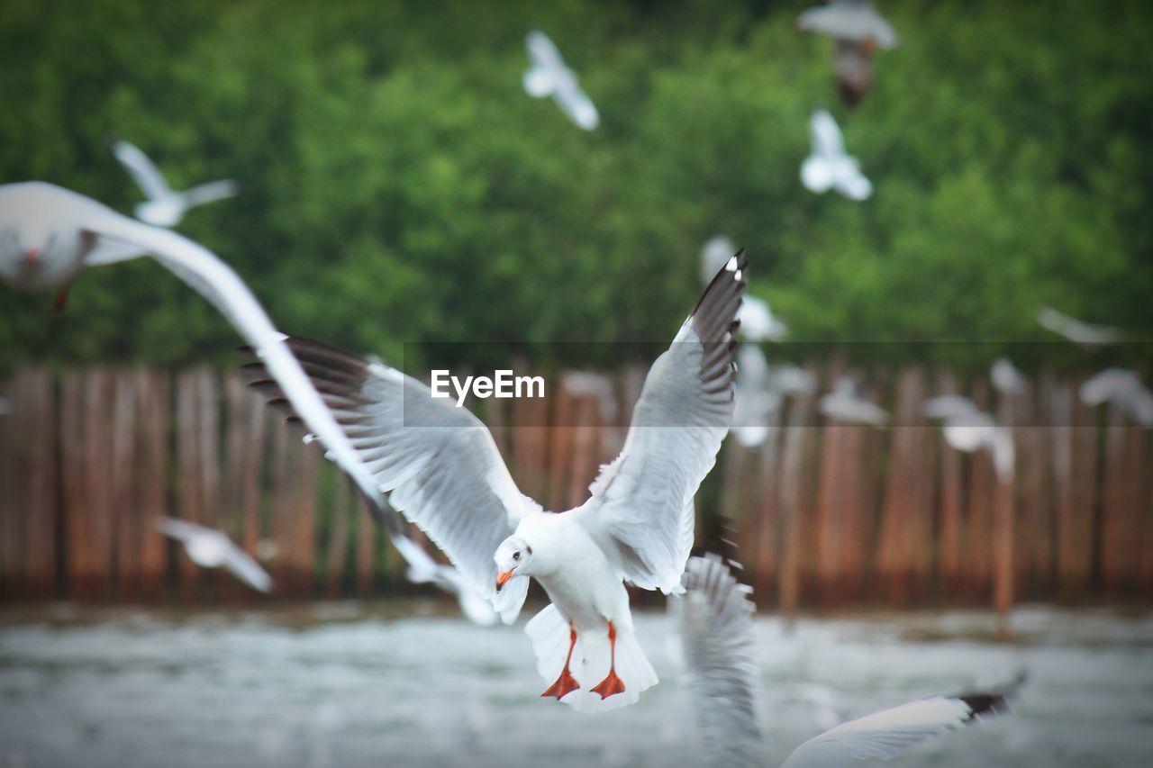 Seagulls flying outdoors