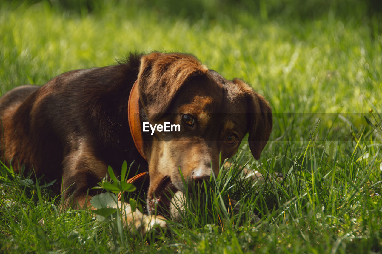 Portrait of dog on grass