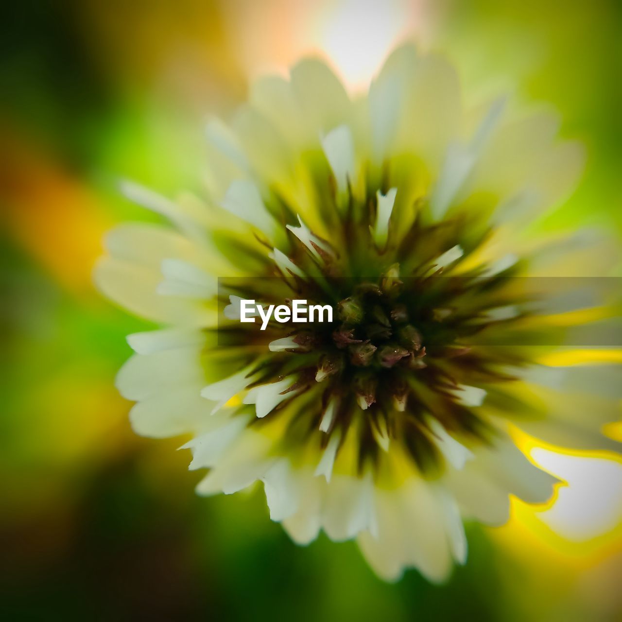 CLOSE-UP OF YELLOW FLOWER ON PLANT