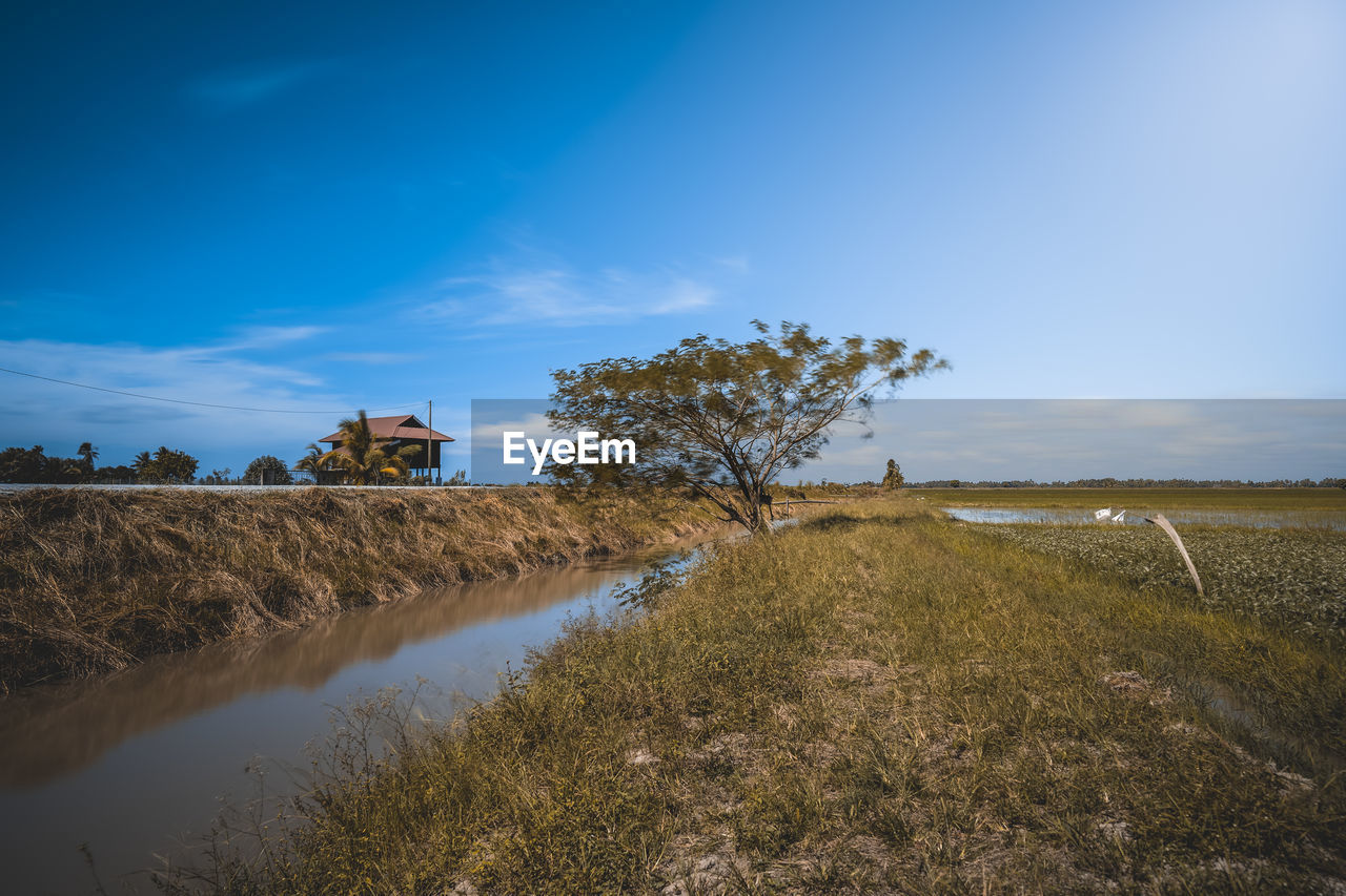 Scenic view of agricultural field against sky