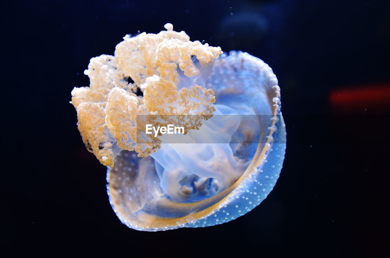 Close-up of jellyfish swimming in sea