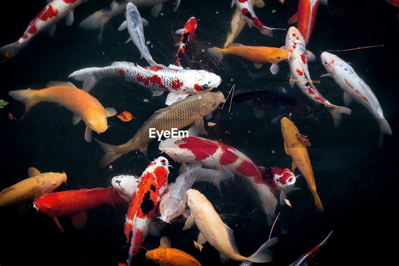 koi, animal, animal themes, group of animals, large group of animals, water, animal wildlife, carp, red, swimming, koi carp, wildlife, aquarium, fish, underwater, no people, nature, sea, school of fish, marine, marine biology, sea life, pond, goldfish, outdoors, high angle view