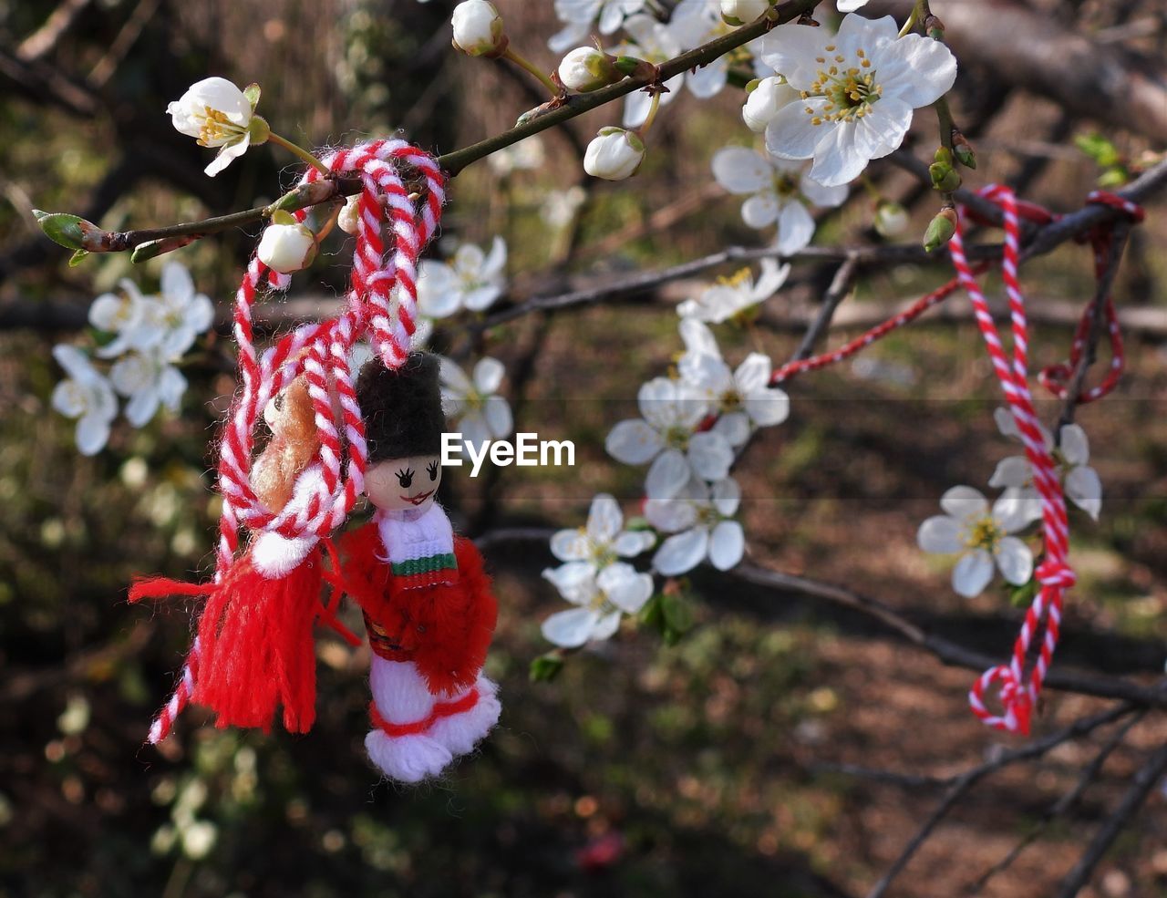 plant, flower, spring, tree, blossom, nature, branch, flowering plant, focus on foreground, beauty in nature, springtime, growth, cherry blossom, day, freshness, outdoors, fragility, hanging, no people, twig, leaf, produce, close-up, autumn, white, red, tradition, celebration