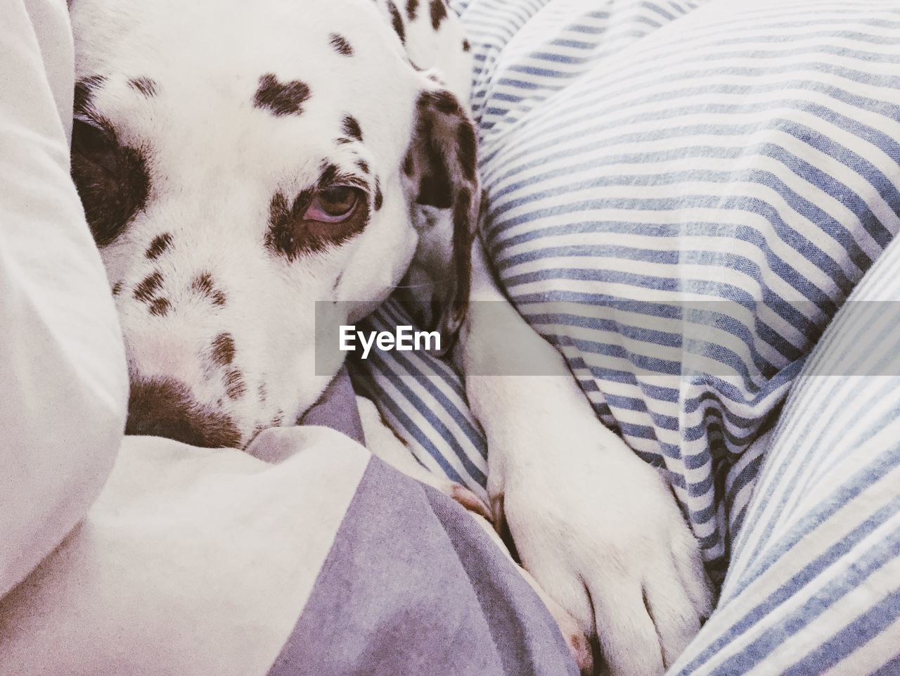 Close-up of dalmatian dog resting on bed