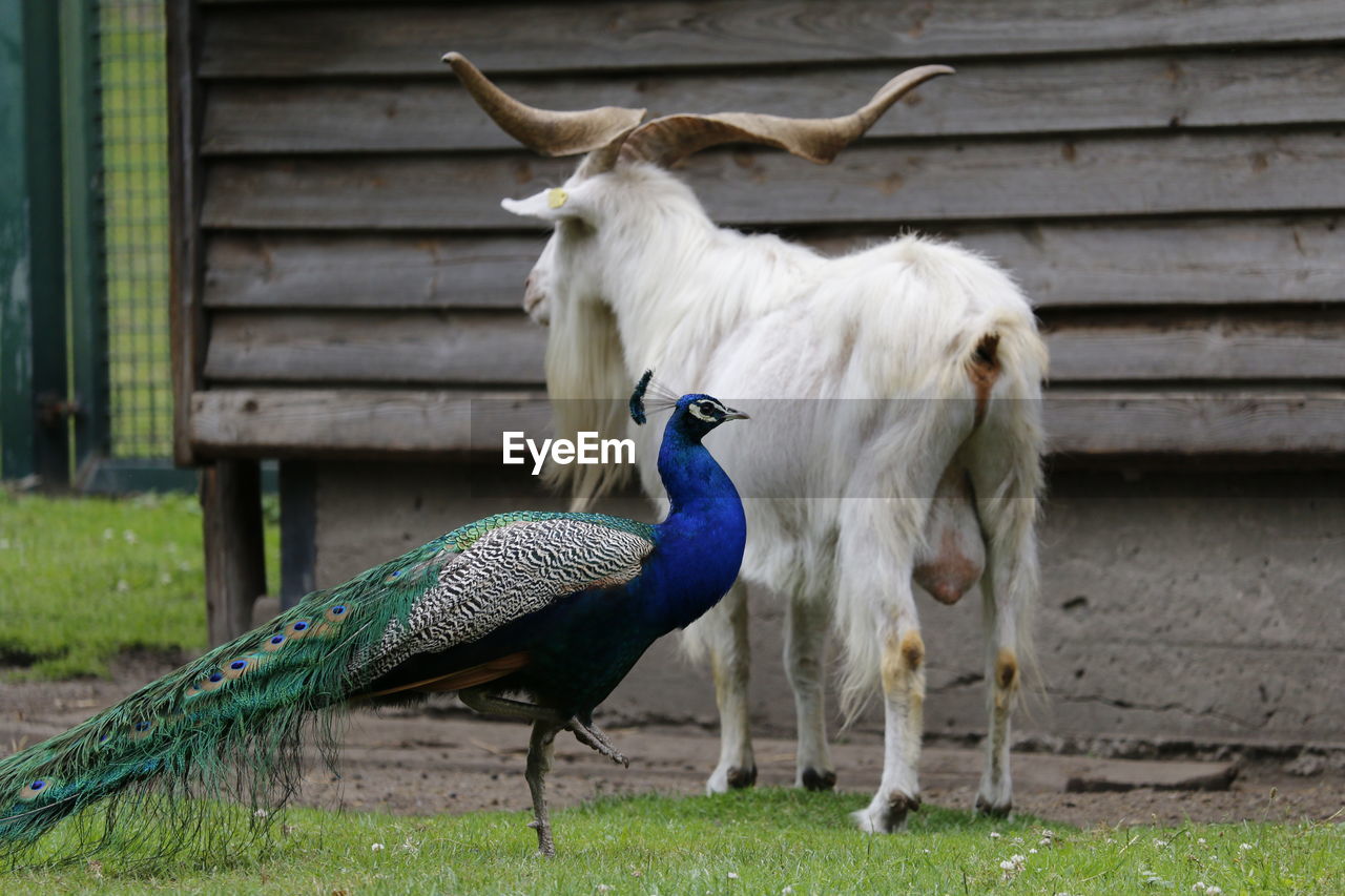 Peacock with goat on field against wall