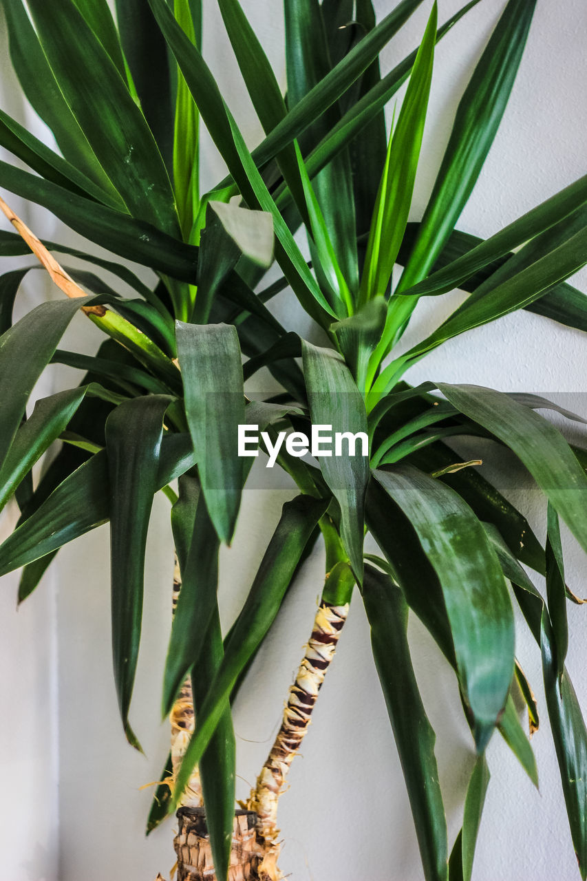 CLOSE-UP OF POTTED PLANTS