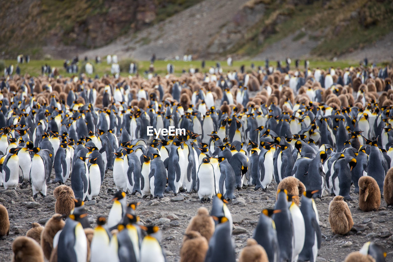 Penguin colony on field