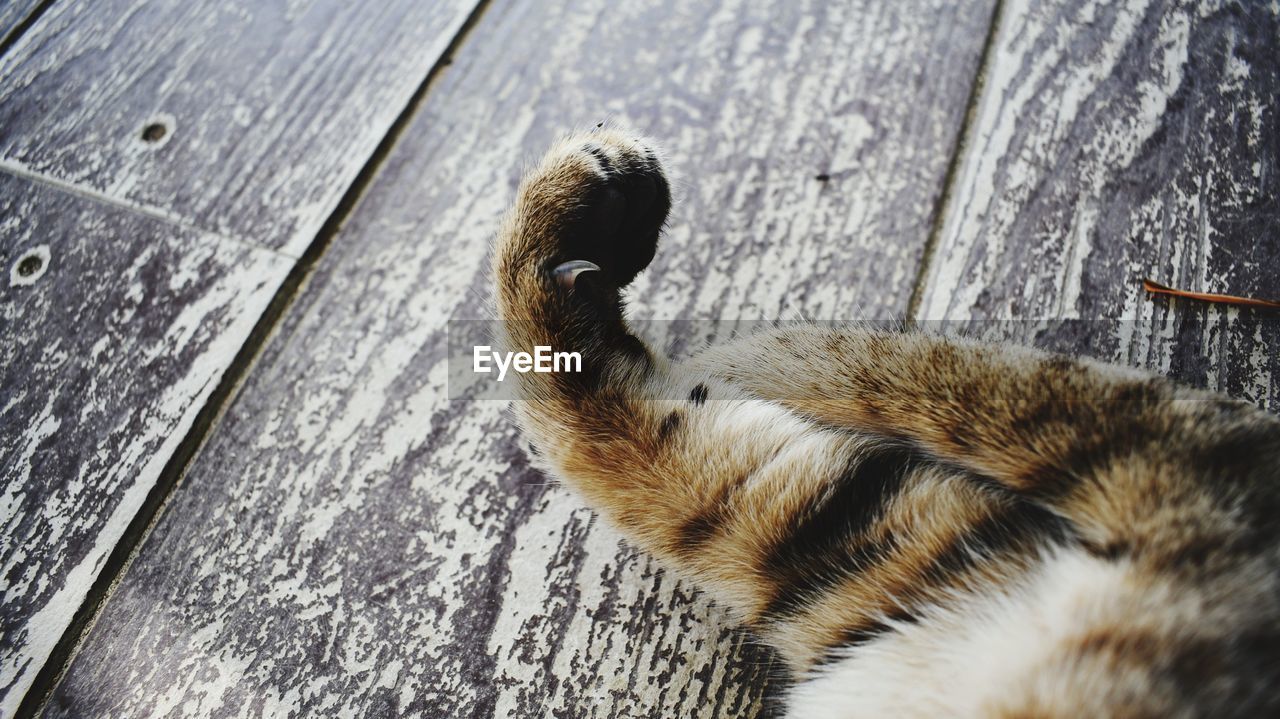 CLOSE-UP OF CAT ON WOOD