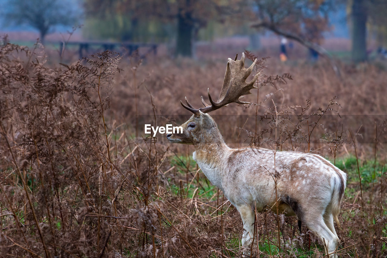 DEER STANDING ON A FIELD