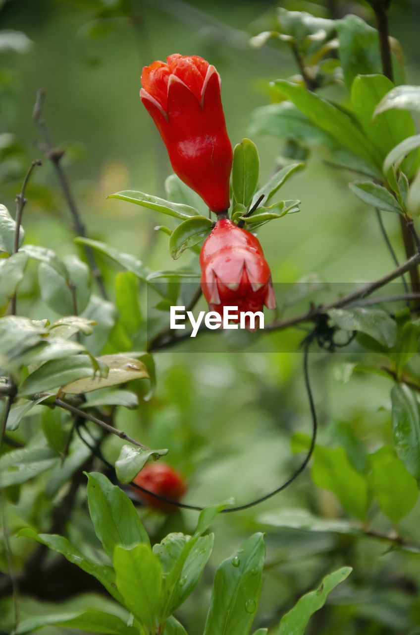 Pomegranate bud with green leaves in the garden with blur background in vertical.	