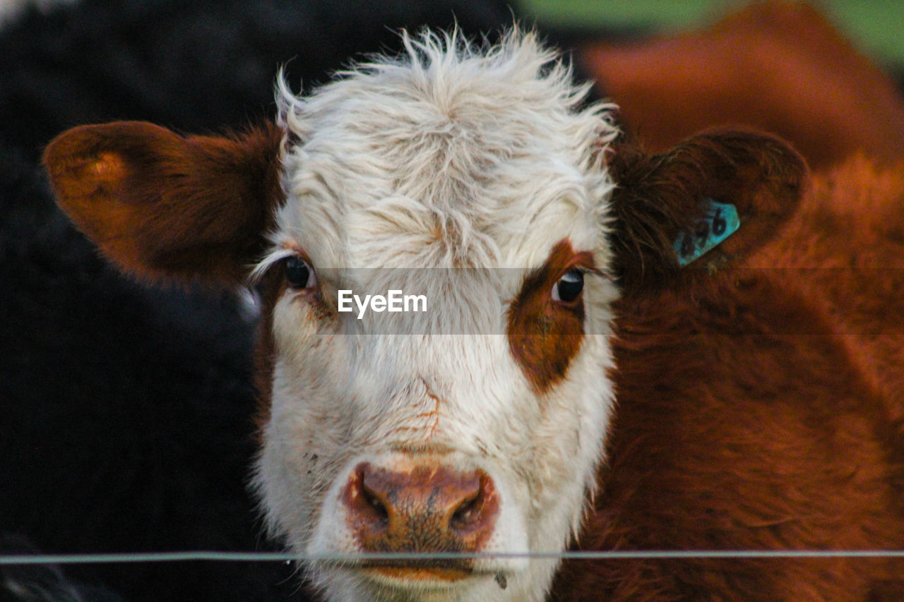 CLOSE-UP PORTRAIT OF A COW