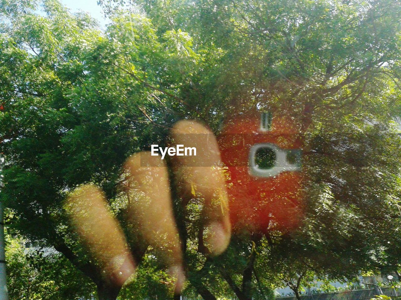 CLOSE UP OF TREE