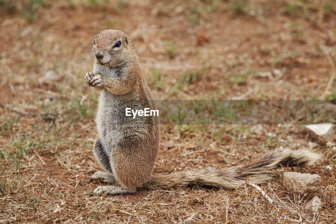 Close-up of marmot sitting on field