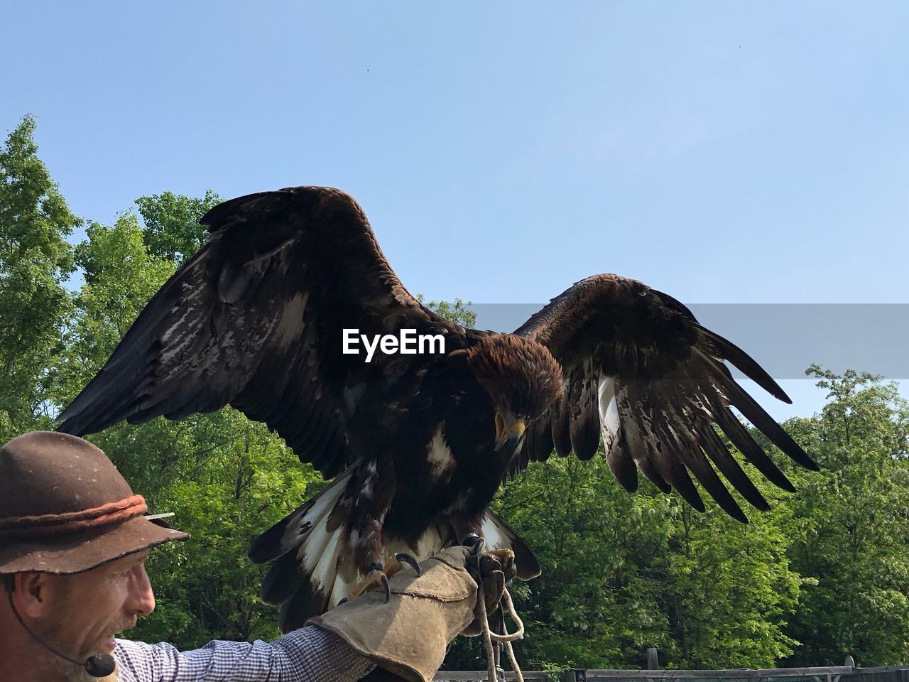 LOW ANGLE VIEW OF EAGLE AGAINST CLEAR SKY