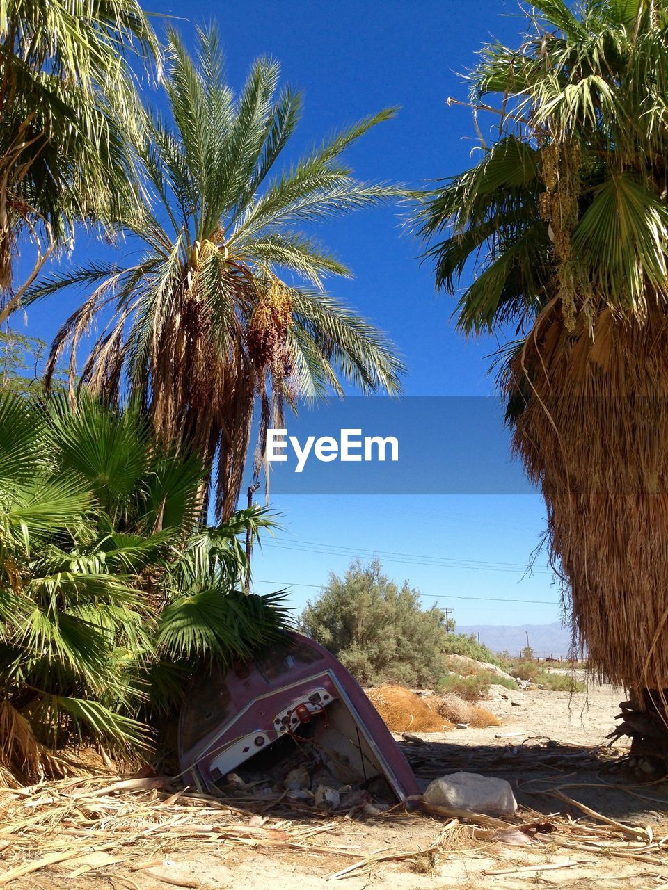 PALM TREES ON SHORE AGAINST SKY