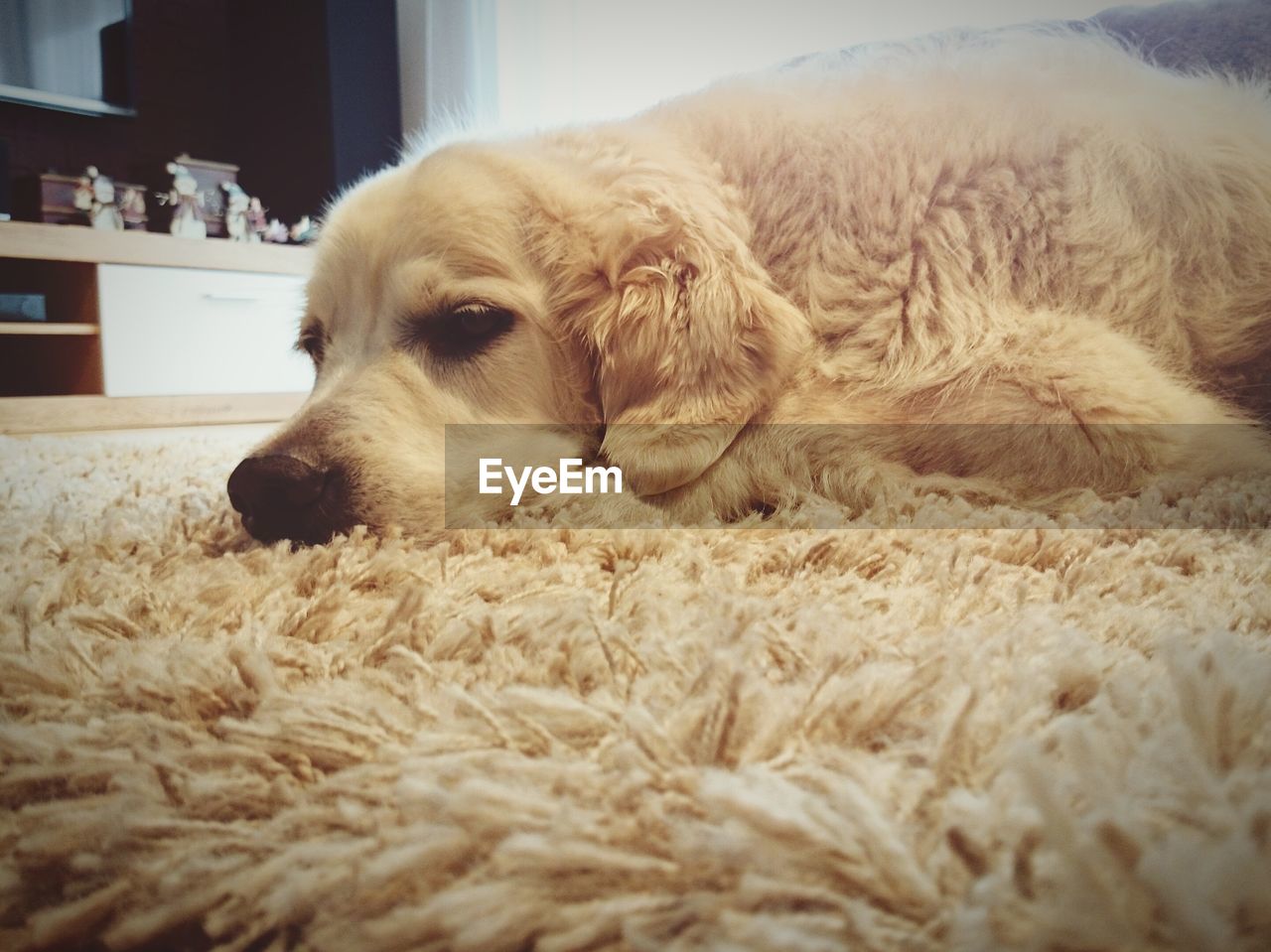 Close-up of dog relaxing on mat at home